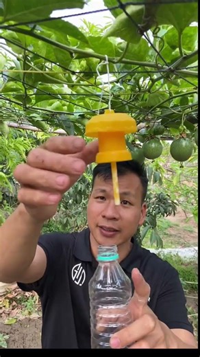 Spring's Fruit Fly Invasion: What You Need to Know