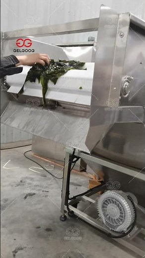 How to Wash Seaweed? Seaweed Cleaning Machine