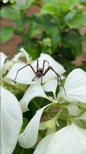 "The Giant Huntsman Spider 🕷️😍World's Largest Spider in Action!"