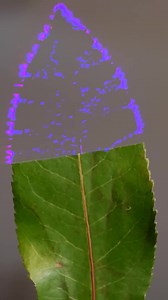 Do Plants Have an Invisible Biological Field? Check the full video in the comment section. #science #technology #physics | Plasma Channel