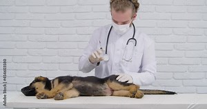 Little pedigreed puppy sleeping at clinic while professional veterinarian giving injection. Male ve doctor wearing white lab coat, face mask and gloves. Health care pf pets.
