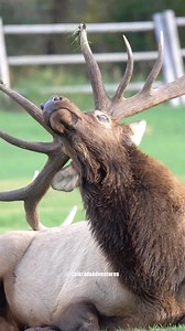 Close up bugle of a bull elk in Estes Park Colorado. #bullelk #fypシ #elkbugle #foryoupageシ #coloradoadventures #coloradowildlife #WildlifeEncounters #Colorado #estesparkcolorado #elk #EstesPark | Colorado Adventures