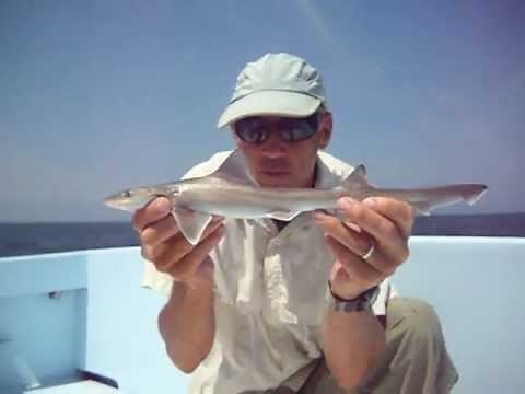 Smooth Dogfish Shark Identification