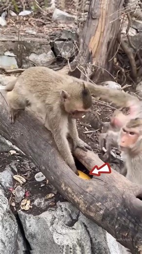 Smart Monkey Solves the Impossible Banana Problem! 🍌😱 #shorts #facts #viral
