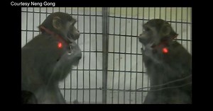 Monkeys gaze at themselves in the mirror