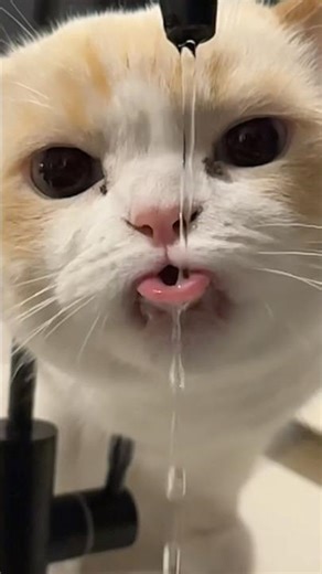 Cat drinking water slow-mo