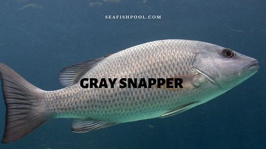 Gray Snapper: Profile, Traits, Facts, Range, Fishing, Size, Taste - SeaFish