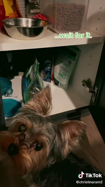 This boy knows what he wants. #yorkie #yorkiemom #fyp #yorkielife #dogsoftiktok #yorkiesoftiktok