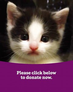 22 reactions | So many cats are vulnerable and all alone right now. But there's still time to give them the care and love they need. | Cats Protection | Facebook