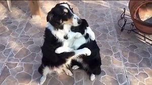 107K views · 3.5K reactions | Two border collies can be seen hugging...