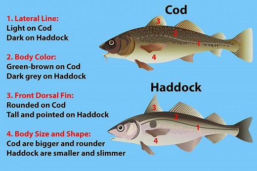 What is the difference between cod and hake fish? [2025] | QAQooking.wiki
