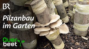 Pilze im Garten anbauen Pilze isst Otmar Diez für sein Leben gern… Damit es immer ausreichend davon gibt, beimpft der Gärtner regelmäßig Holzstämme in seinem Garten. Mehr im Video: | Querbeet