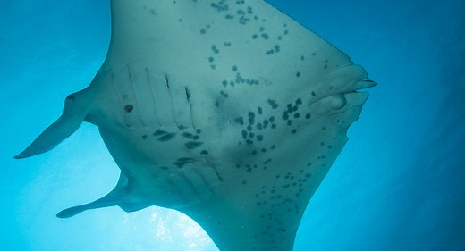 Manta Ray Facts