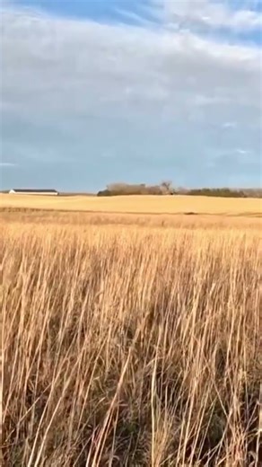 Rooster! #gsp #pheasanthunting #rooster