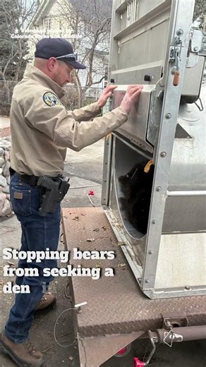 CPW removes bear under Colorado Springs deck