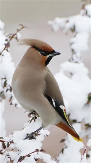 Jennifer Larkin (@jenniferlarkin4)’s videos with original sound - 90s Classics