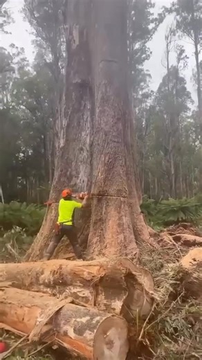 XR Brisbane/Meanjin on Instagram: "Giants like this are still being logged in Lutruwita / Tasmania. This tree, which could be centuries old, is destroyed in seconds. In Tasmania, native forest logging is still propped up by public subsidies while most of what’s logged ends up as woodchips. Enough. This destruction must stop. Not tomorrow, but now. Add your name to our native forest declaration calling for a nationwide end to native forest logging. Head to the link in our bio.#bobbrownfoundation"