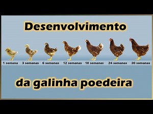 Crescimento da galinha poedeira: o que acontece do nascimento até a fase adulta
