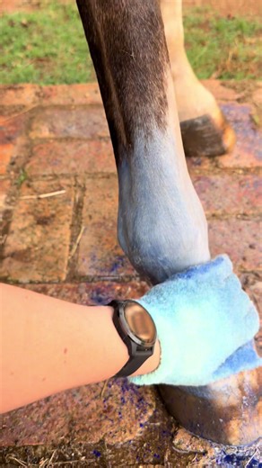 Bath day done properly 🫧🐴 Using exfoliating gloves while you shampoo helps lift deep dirt, remove dead skin, boost circulation, and create a better lather, leaving the coat smoother and shinier. In this video we used Bubble Apple Bliss shampoo with bright n blue powder for that extra clean, bright finish ✨ Clean skin = healthy coat 💚 #Equessence #HorseGirlLife #HorseLogic #groominghack #bathtime