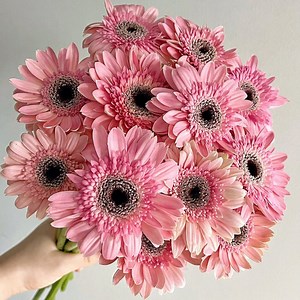 [Hot Item] Fashion Fresh Cut Floral Light Pink Gerbera Daisy Flower Wholesalers Ltd