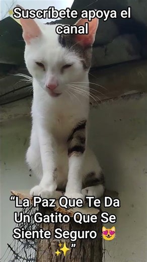 “The peace a kitten feels safe gives you 😻✨” #Kittens #BlanquiFley #FelineMoments #AnimalLove