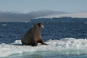 Where can I see the Walrus in the wild