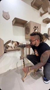 34K views · 3.1K reactions | Cat room pet cafe terbesar di batam. Gile mengnya lucu bangettt @pawsnchill_ | Audrey Audrian | Facebook