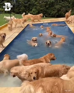 2.5M views · 3.9K reactions | Now this is a pool party | The Dad | Facebook