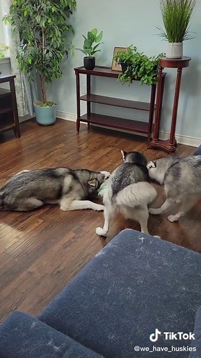 3 HUSKIES playing TUG-OF-WAR#huskies#tugofwar#huskiesplaying#dogplaying#husky#tug_of_war#dogtugofwar#3dogs#doglife#huskylifestyle#ourdogs#fydog#fy#dog