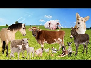 animais domésticos som dos animais animais de fazenda.
