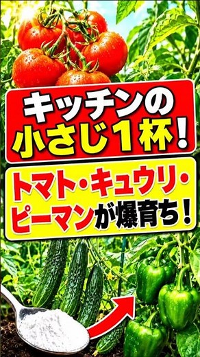 キュウリにこれをかけるだけ！怠け者の園芸家でも大豊作になる秘密と注意点
