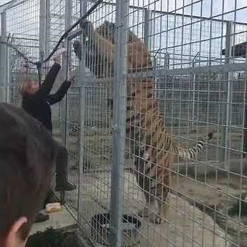 Siberian Tiger Size Standing Up.
