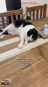 6.2K views · 261 reactions | When Tigger saved the day #3southerncats #3southerncatsandmomma #cat_R | Jasmine And Dapper | Facebook