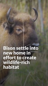 Bison settle into new home in Cumbria in scheme to create wildlife-rich habitat