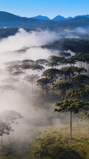 A majestosa Araucária, ou Araucaria angustifolia, é um verdadeiro fóssil vivo, com origem há mais de 200 milhões de anos, quando os continentes americanos e africano ainda eram unidos. Seu nome deriva de "Arauco", região do Chile, e "angustifolia" significa "folha estreita" em latim. Símbolo do estado do Paraná, essa árvore emblemática é parte essencial da cultura local, fornecendo o nutritivo pinhão, que enriquece a culinária e as tradições dos povos originários e das comunidades sulistas. Pres
