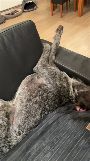 Funny Moments with Deutsch Drahthaar Dogs