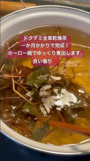 ドクダミ全草乾燥茶 一か月かかりで完成！ホーロー鍋でゆっくり煮出します。良い香りがします！2025年7月4日#JAPAN#niigata#高柳 #どくだみ