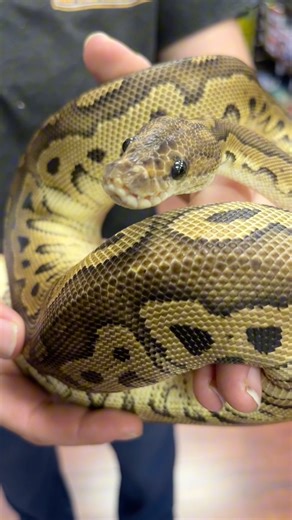 18 reactions | So many adorable ball pythons waiting for their new homes!  Come pick your favorite at Boise Reptile Company! #cute #snake #ballpython #boisereptilecompany #fyp #boise #reptiles #shoplocal #smallbusiness #petstore | Boise Reptile Company | Facebook