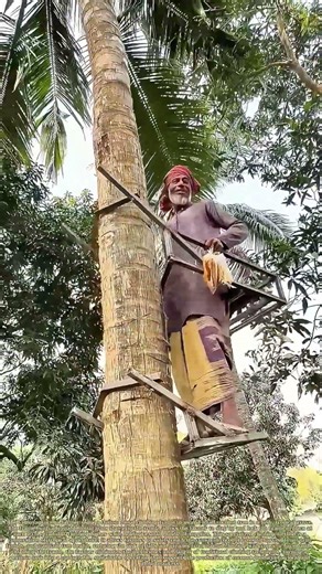Climbing the Palm: How a Farmer Uses a Custom Frame to Ascend a Coconut Tree