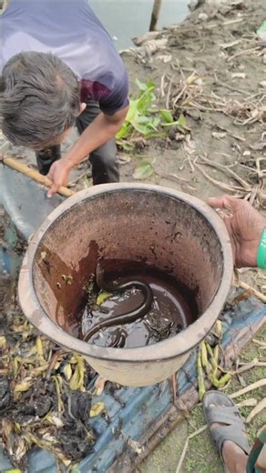 Kuche Fish Hunting in the Kopotakkho River #Shorts#YouTubeShorts#FishingShorts#RiverFishing