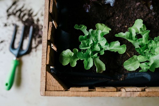 How To Grow Your Own Salad Greens