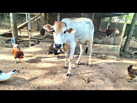 Cow Shiva: LIVE Q&A on Desi Cow Farming! Hen duck live