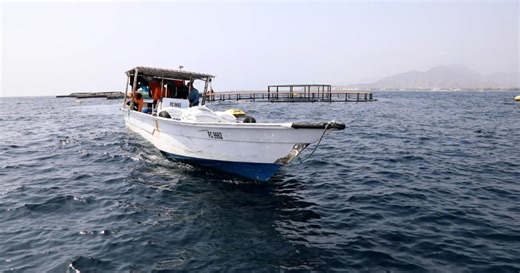 How a farm in Fujairah gets fish from sea to shop in 24 hours | The National