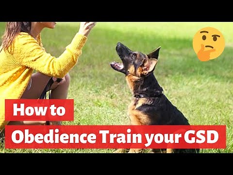 German Shepherd Obedience Training: A Complete Guide on GSD Training