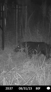 153K views · 2.1K reactions | Watch as the gates are dropped on another sounder. #JagerPro #hogcontrol | Jager Pro Hog Control Systems | Facebook