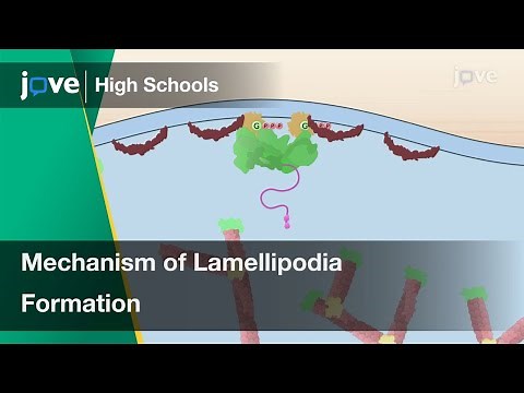 Mechanism of Lamellipodia Formation | Cell Bio | Video Textbooks - Preview