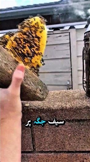 He Moved an Entire Beehive Without Hurting a Single Bee 🐝