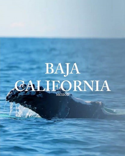 Baja California: Desert, Ocean & Wild Mexico
