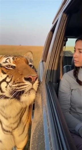 Tiger and a Human Trust at the Edge of the Wild 🐅🧍‍♂️
