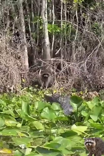 Raccoon vs Alligator🐊🦝